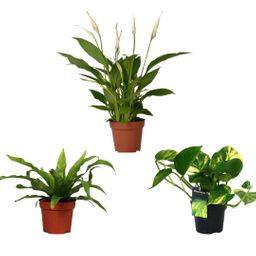 Luchtzuiverende mix - 3 stuks - Ø12cm - ↕20/45cm (22676)