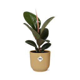 Ficus Elastica ‘Robusta’ in ELHO Vibes Fold 14cm geel (21789)