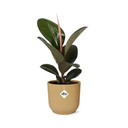 Ficus Elastica ‘Robusta’ in ELHO Vibes Fold 14cm geel (21789)