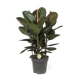 Ficus Robusta (10013)
