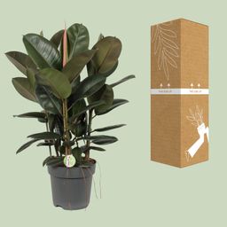 Ficus Robusta (10013)