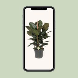 Ficus Robusta (10013)