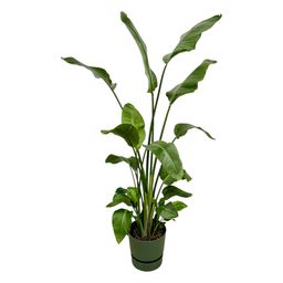 Strelitzia Nicolai inclusief elho Greenville Round groen - 170 cm - Ø30 (8721081601505)
