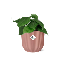 Philodendron Scandens in ELHO Vibes Fold 14cm roze (21720)