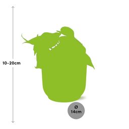 Philodendron Scandens in ELHO Vibes Fold 14cm roze (21720)