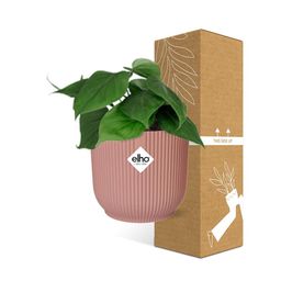 Philodendron Scandens in ELHO Vibes Fold 14cm roze (21720)