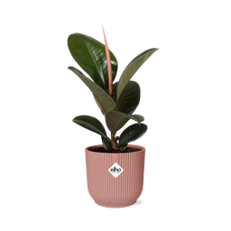 Ficus Elastica ‘Robusta’ in ELHO Vibes Fold 14cm roze (21799)