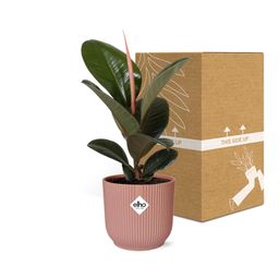 Ficus Elastica ‘Robusta’ in ELHO Vibes Fold 14cm roze (21799)