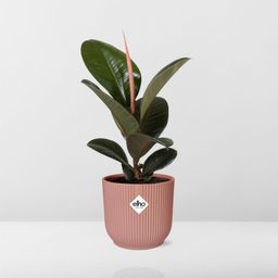Ficus Elastica ‘Robusta’ in ELHO Vibes Fold 14cm roze (21799)