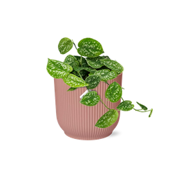 Scindapsus Pictus ‘Argyraeus’ in ELHO Vibes Fold 14cm roze (21718)