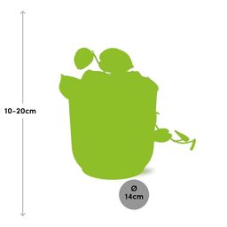 Scindapsus Pictus ‘Argyraeus’ in ELHO Vibes Fold 14cm roze (21718)