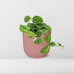 Scindapsus Pictus ‘Argyraeus’ in ELHO Vibes Fold 14cm roze (21718)