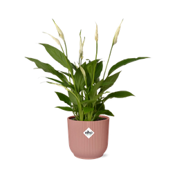Spathiphyllum 12 Cm Torelli in ELHO Vibes Fold 14cm roze (21724)