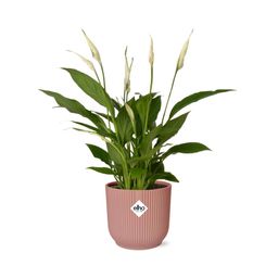 Spathiphyllum 12 Cm Torelli in ELHO Vibes Fold 14cm roze (21724)