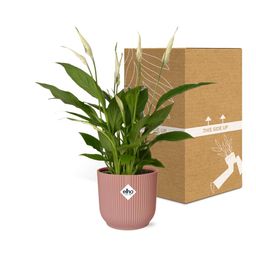 Spathiphyllum 12 Cm Torelli in ELHO Vibes Fold 14cm roze (21724)