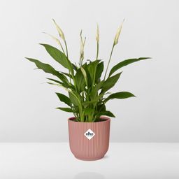 Spathiphyllum 12 Cm Torelli in ELHO Vibes Fold 14cm roze (21724)