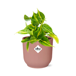 Philodendron Scandens ‘Brasil’ in ELHO Vibes Fold 14cm roze (21721)