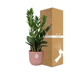 Zamioculcas – Hoogte 45-50 in ELHO Vibes Fold 14cm roze (21736)
