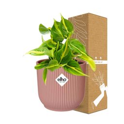 Philodendron Scandens ‘Brasil’ in ELHO Vibes Fold 14cm roze (21721)