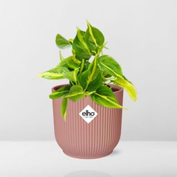 Philodendron Scandens ‘Brasil’ in ELHO Vibes Fold 14cm roze (21721)