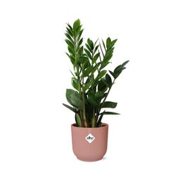 Zamioculcas – Hoogte 45-50 in ELHO Vibes Fold 14cm roze (21736)