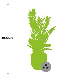 Zamioculcas – Hoogte 45-50 in ELHO Vibes Fold 14cm roze (21736)