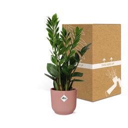 Zamioculcas – Hoogte 45-50 in ELHO Vibes Fold 14cm roze (21736)