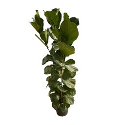 Ficus Lyrata struik - 180 cm - Ø35 (8721081600812)