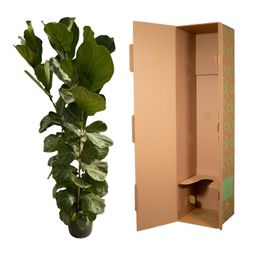 Ficus Lyrata struik - 180 cm - Ø35 (8721081600812)