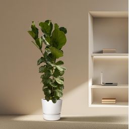 Ficus Lyrata struik - 180 cm - Ø35 (8721081600812)