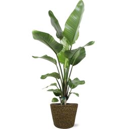 Strelitzia Nicolai - Selin Pot D22x19cm - Zwart (43791)