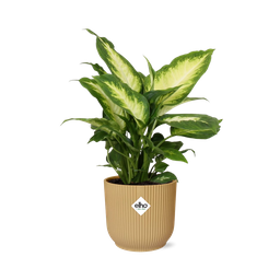 Dieffenbachia ‘Camilla’ in ELHO Vibes Fold 14cm geel (21787)