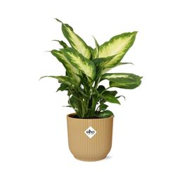 Dieffenbachia ‘Camilla’ in ELHO Vibes Fold 14cm geel (21787)
