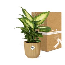 Dieffenbachia ‘Camilla’ in ELHO Vibes Fold 14cm geel (21787)