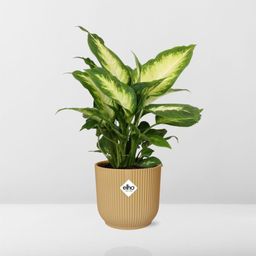 Dieffenbachia ‘Camilla’ in ELHO Vibes Fold 14cm geel (21787)