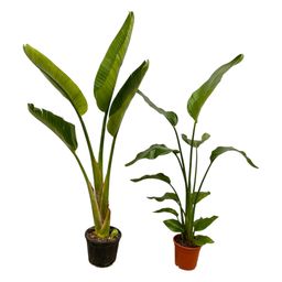 Strelitzia Nicolai + Strelitzia Augusta - 100 cm - Ø17-21 (8721081601383)