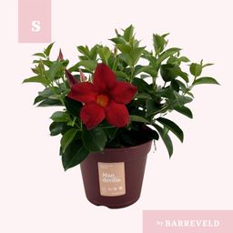PROMO -Mandevilla 'Zomerville' Struik Rood (23015)