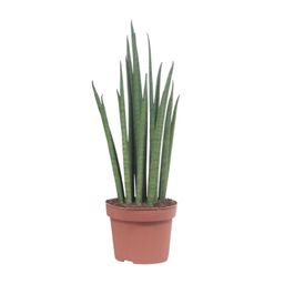 Sansevieria Mikado (10063)