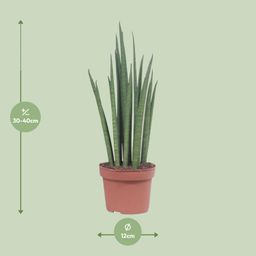 Sansevieria Mikado (10063)