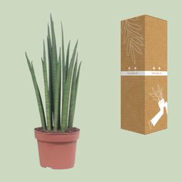 Sansevieria Mikado (10063)