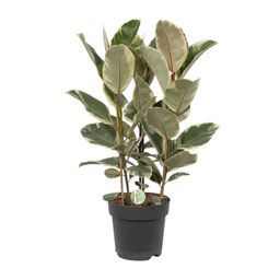 Ficus Tineke (10043)
