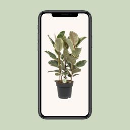 Ficus Tineke (10043)