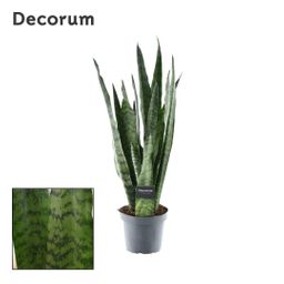 Sansevieria Zeylanica (Decorum) (22331)