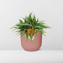 Chlorophytum Ocean 15cm in ELHO Vibes Fold 16cm round delicate pink (23240)