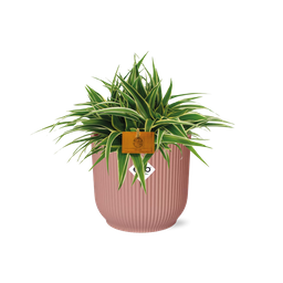 Chlorophytum Ocean 15cm in ELHO Vibes Fold 16cm round delicate pink (23240)