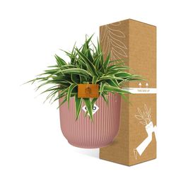 Chlorophytum Ocean 15cm in ELHO Vibes Fold 16cm round delicate pink (23240)