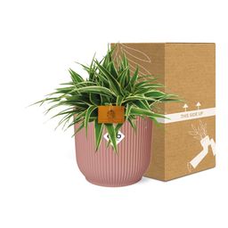 Chlorophytum Ocean 15cm in ELHO Vibes Fold 16cm round delicate pink (23240)