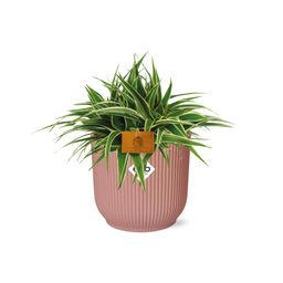 Chlorophytum Ocean 15cm in ELHO Vibes Fold 16cm round delicate pink (23240)