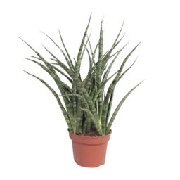 Sansevieria Fernwood Punk (10067)