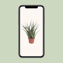 Sansevieria Fernwood Punk (10067)